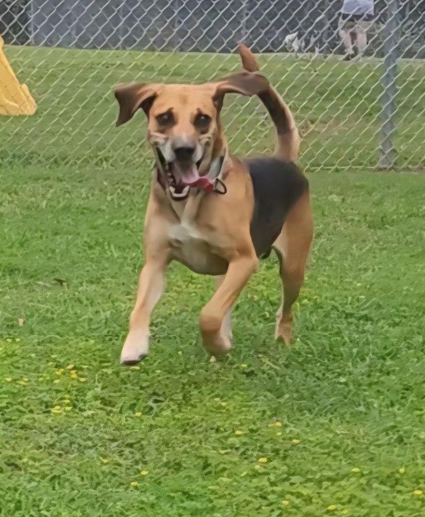 Enlarge Nacho, a Adoptable Hound in Mineral, VA image 1/3