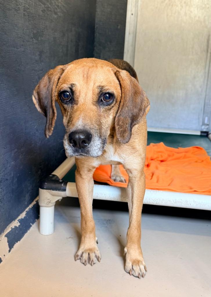 Enlarge Nacho, a Adoptable Hound in Mineral, VA image 2/3