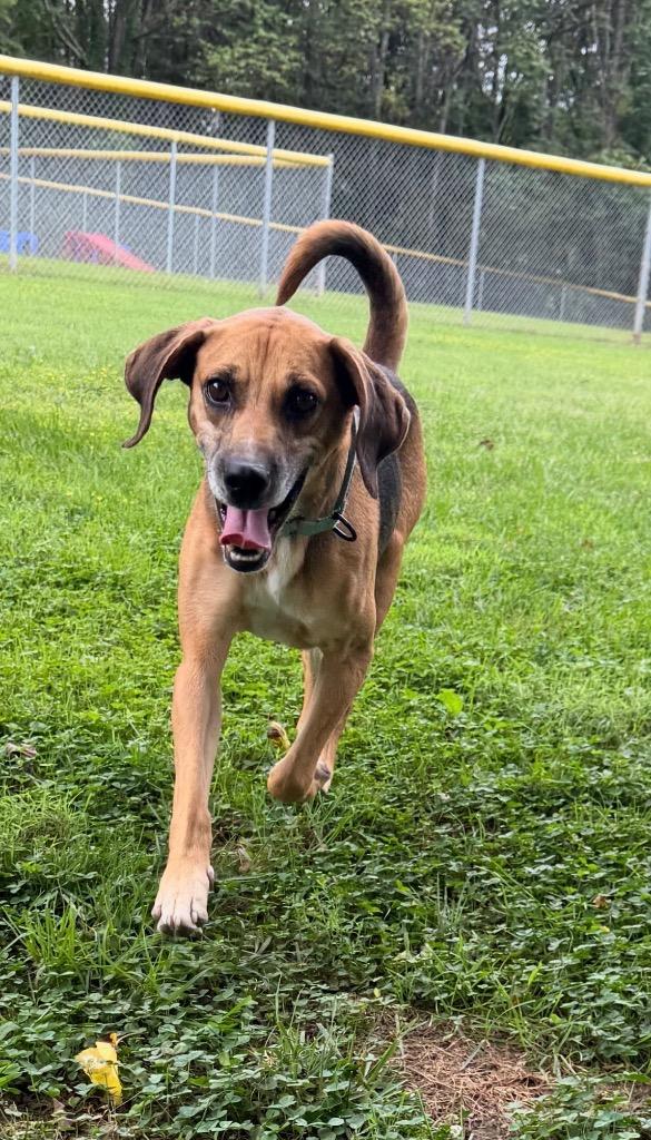 Enlarge Nacho, a Adoptable Hound in Mineral, VA image 3/3