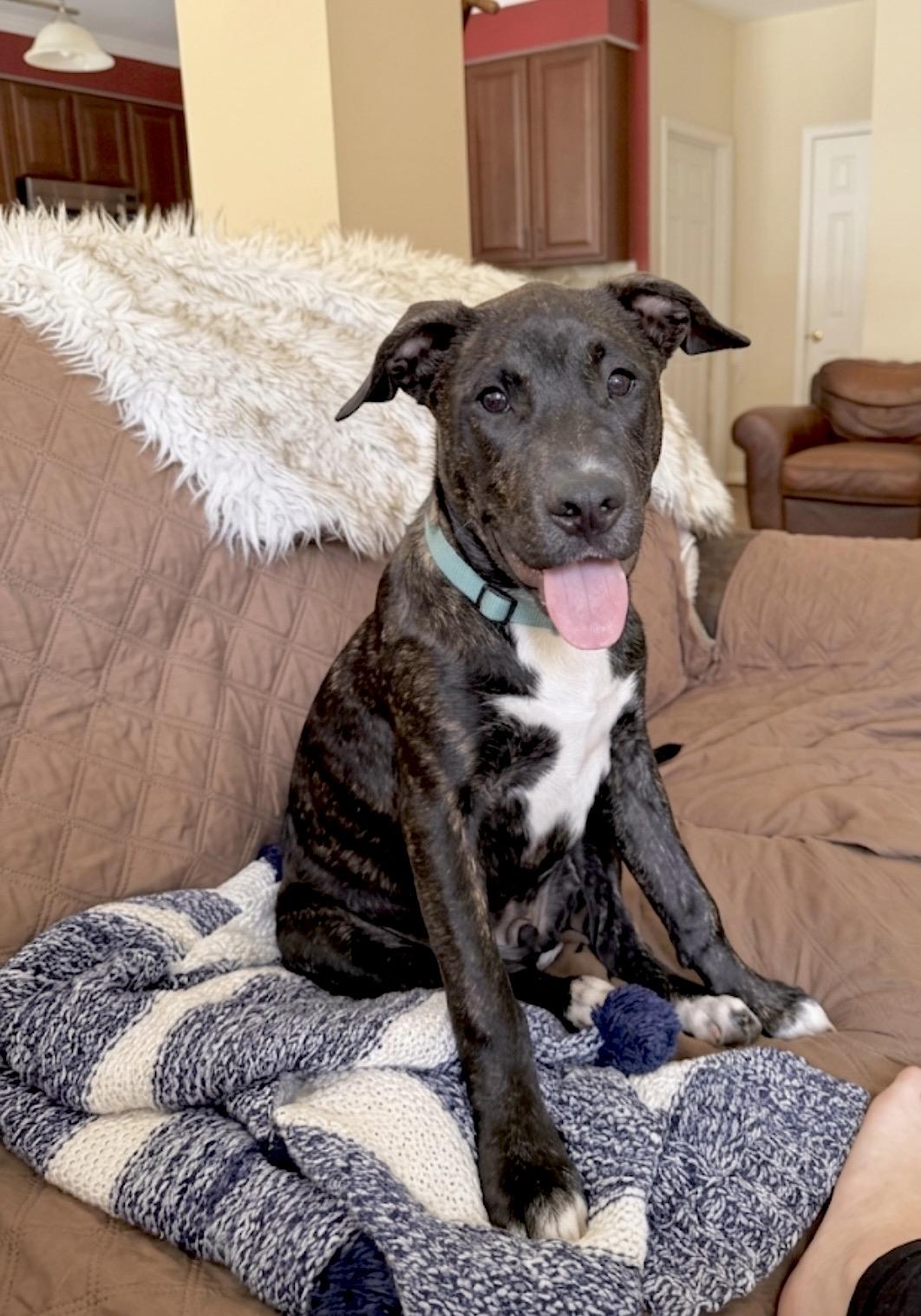 Schroeder, Adoptable, Puppy Male American Staffordshire Terrier & Boxer.