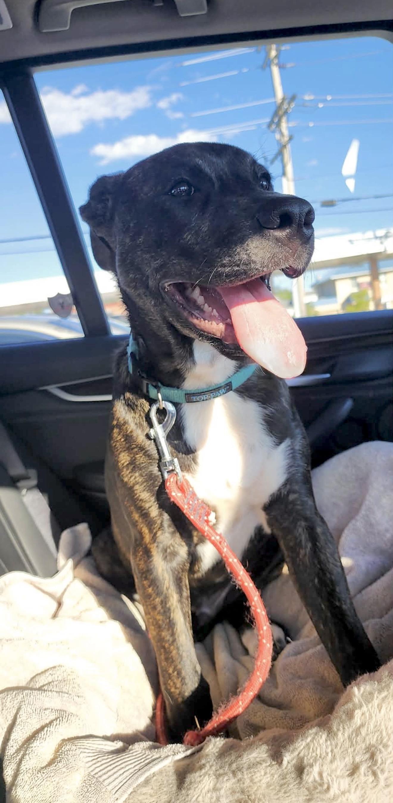 Enlarge Schroeder, a Adoptable mixed breed in Lothian , MD image 3/6