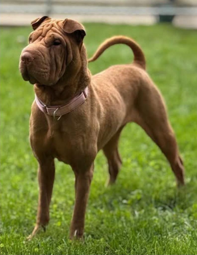 Shylah, Adoptable, Adult Female Shar-Pei.