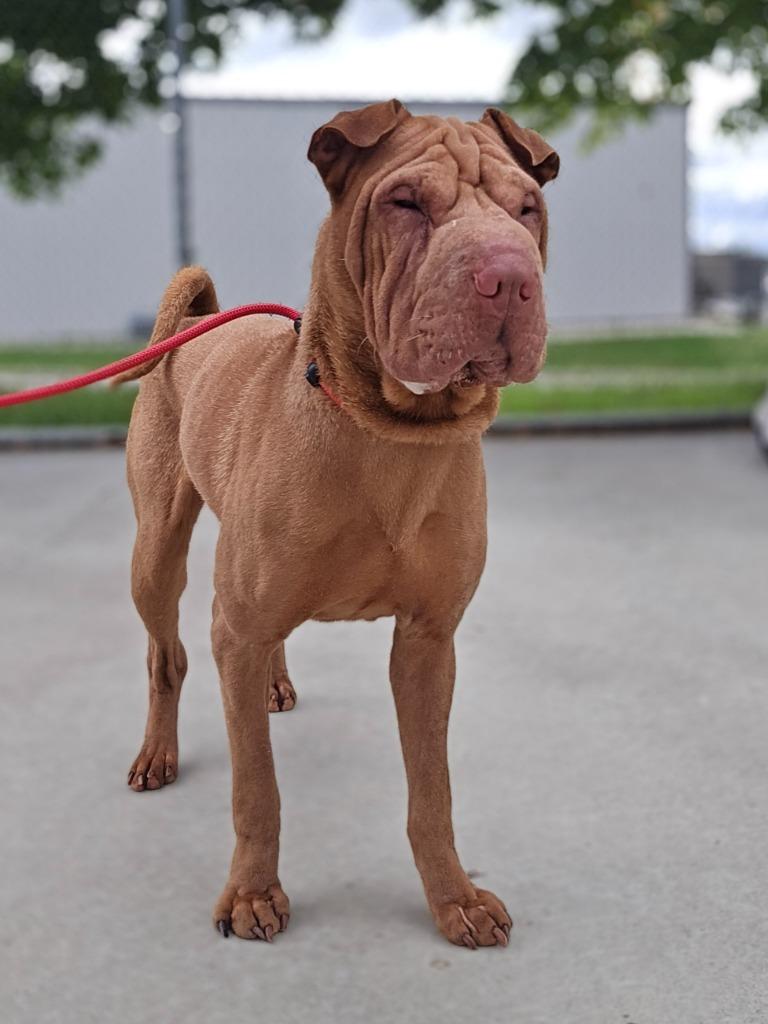 Shylah, Adoptable, Adult Female Shar-Pei.