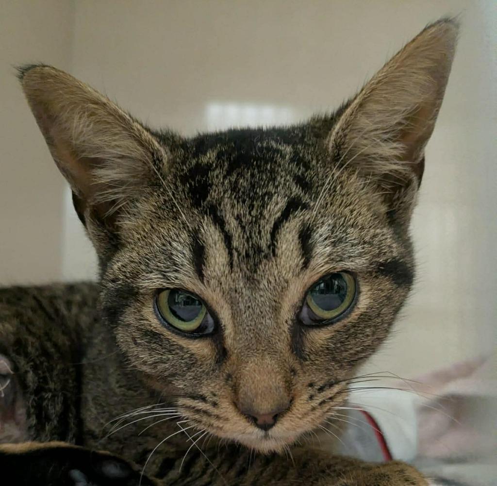 Enlarge Tess, a Adoptable mixed breed in Hoover , AL image 5/6