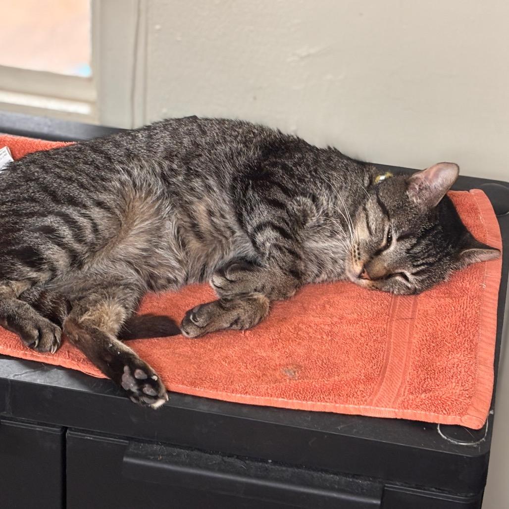 Griffin, Adoptable, Adult Male Domestic Short Hair.