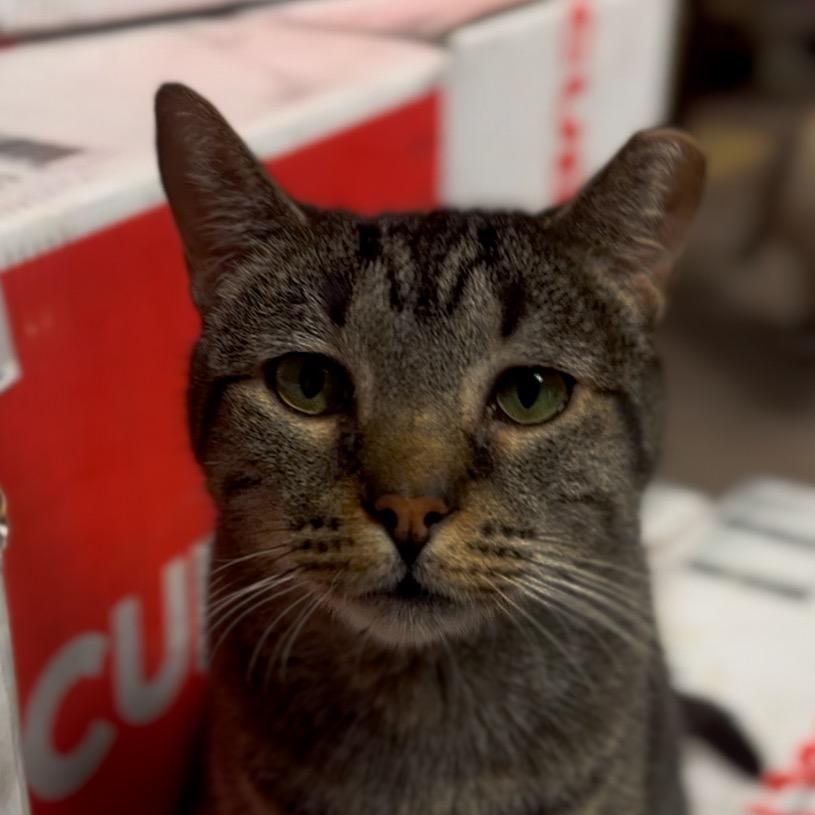 Enlarge Griffin, a Adoptable Domestic Short Hair in Midland, TX image 2/3