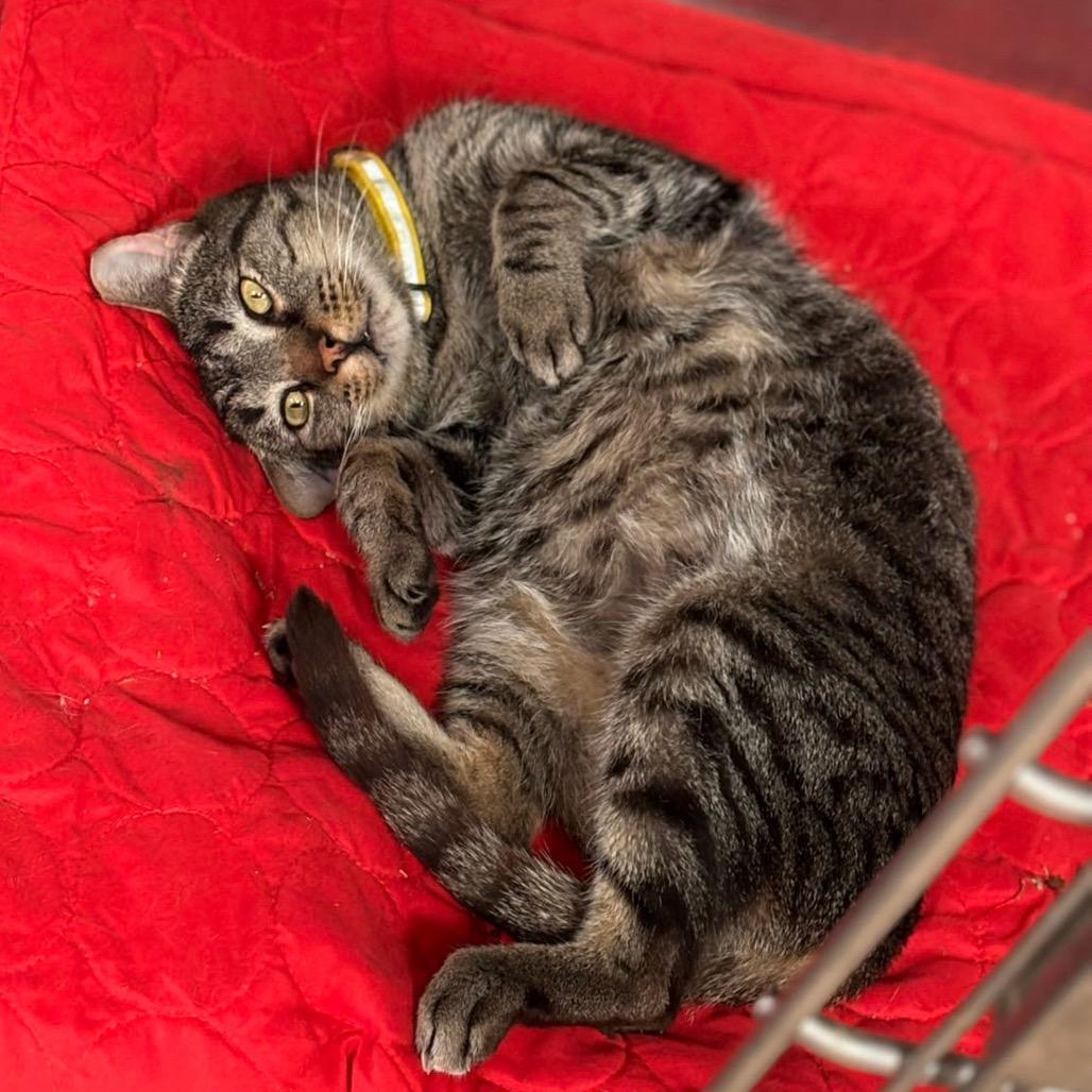 Enlarge Griffin, a Adoptable Domestic Short Hair in Midland, TX image 3/3