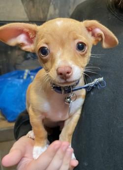 Enlarge Poe, an adopted Chihuahua in Salt Lake City, UT image 3/6