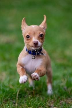 Enlarge Poe, an adopted Chihuahua in Salt Lake City, UT image 5/6