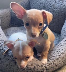 Enlarge Poe, an adopted Chihuahua in Salt Lake City, UT image 6/6