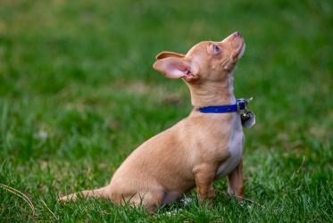 Enlarge Poe, an adopted Chihuahua in Salt Lake City, UT image 2/6