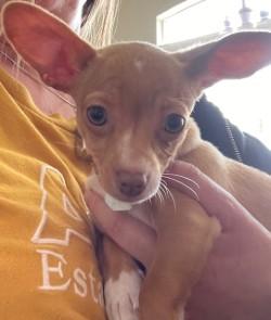 Enlarge Poe, an adopted Chihuahua in Salt Lake City, UT image 4/6