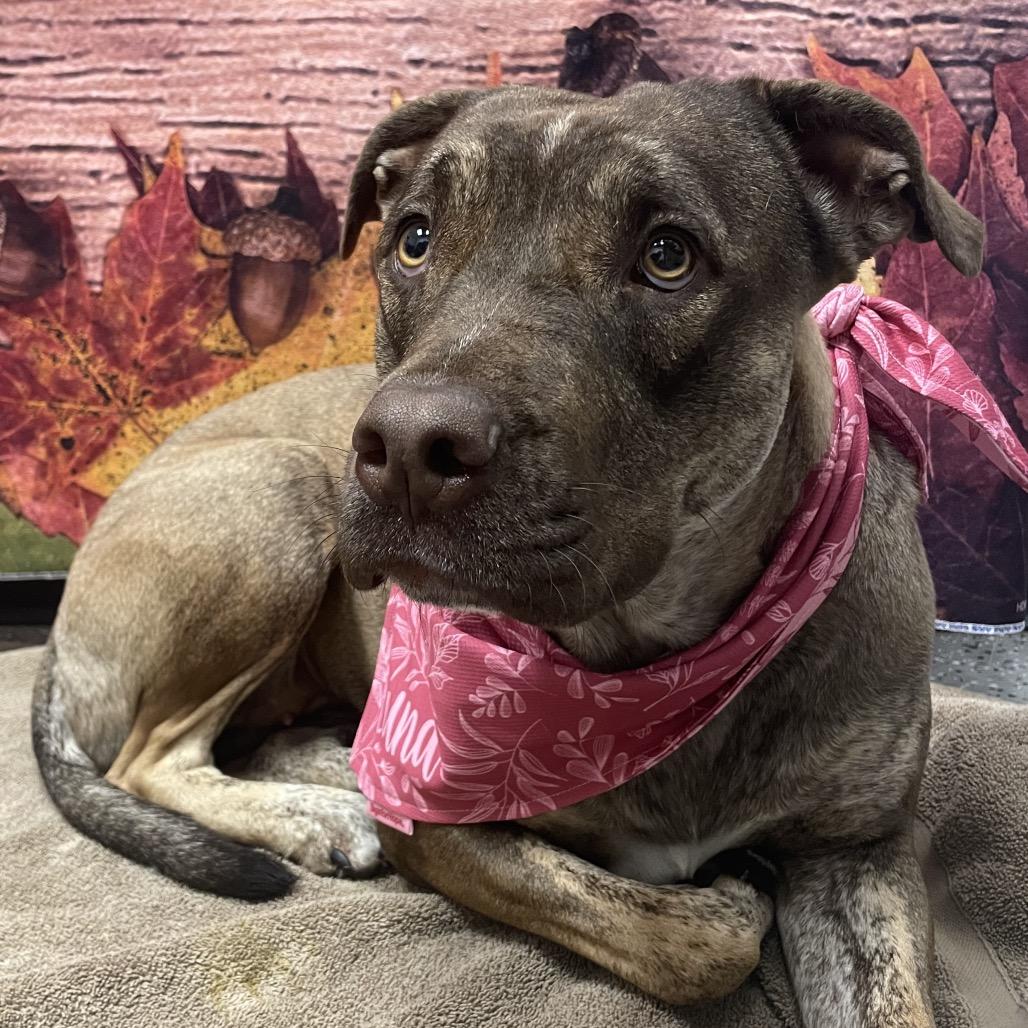 Choco, Adoptable, Adult Female Mixed Breed.