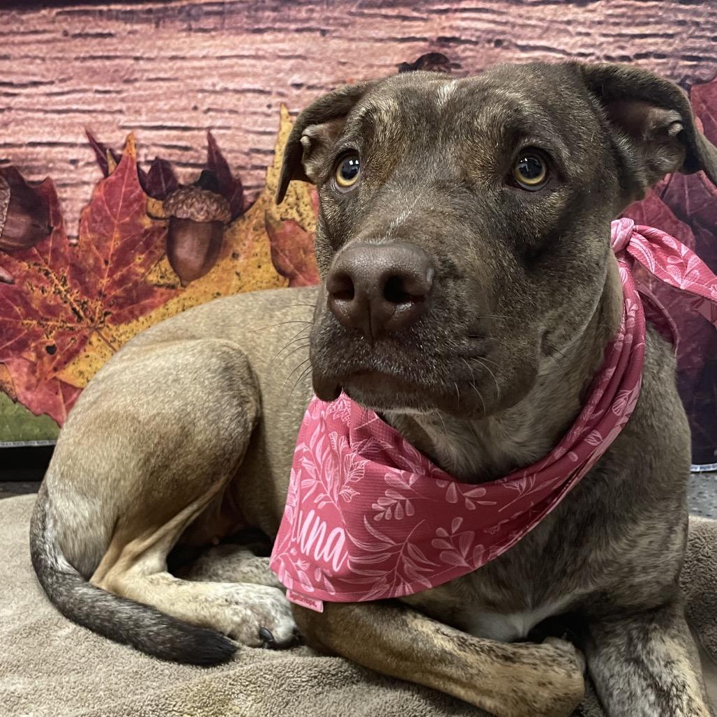 Choco, Adoptable, Adult Female Mixed Breed.