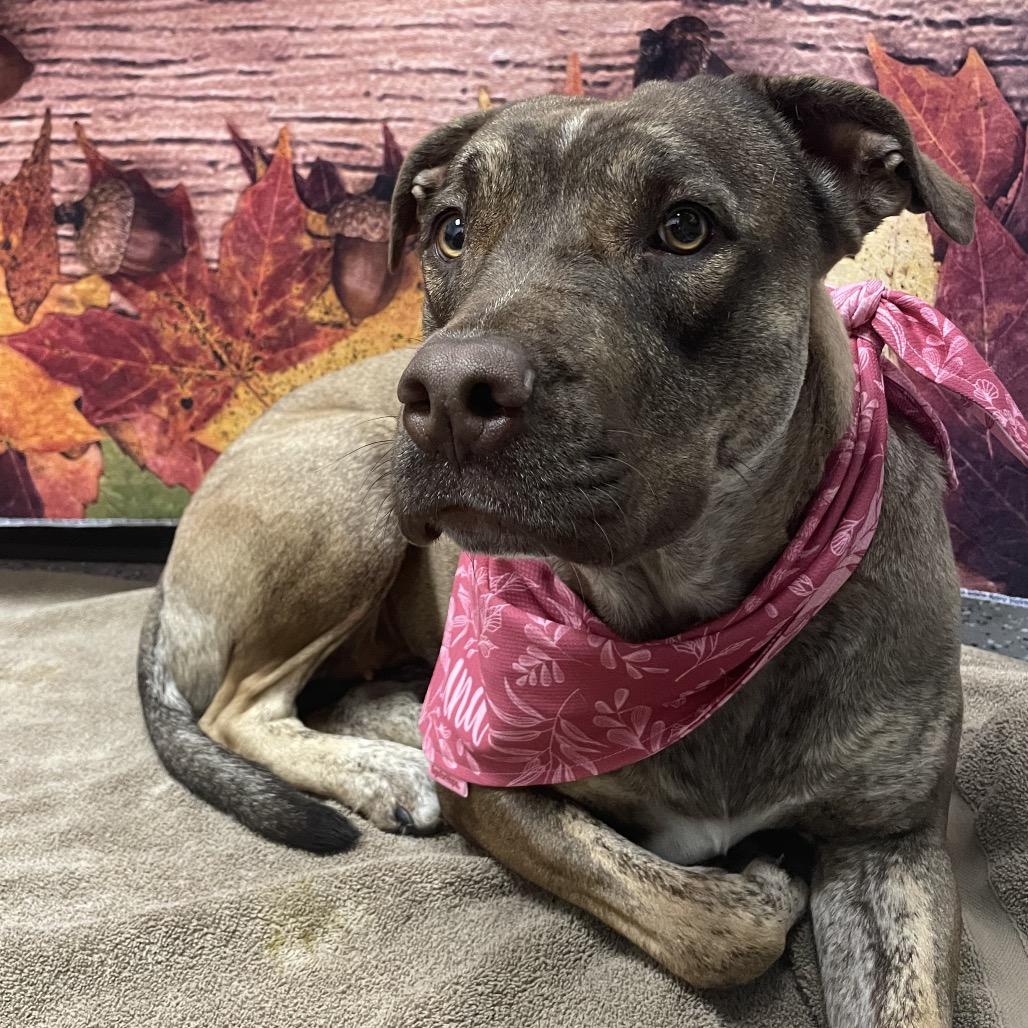 Choco, a Adoptable Mixed Breed in Henderson, NV image 2/4