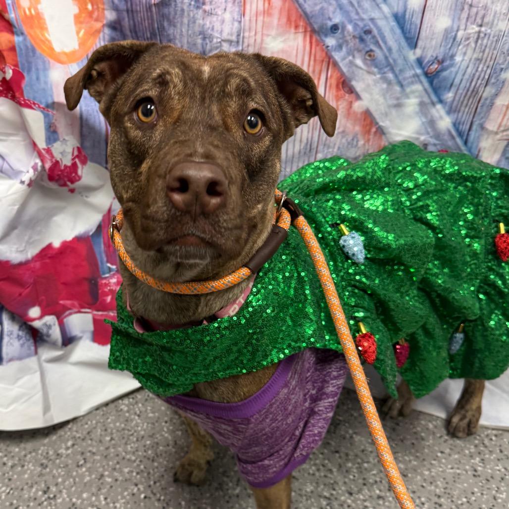 Choco, Adoptable, Adult Female Mixed Breed.