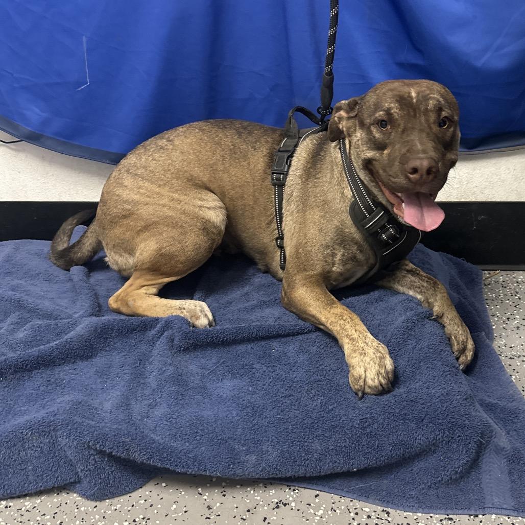 Choco, a Adoptable Mixed Breed in Henderson, NV image 4/4