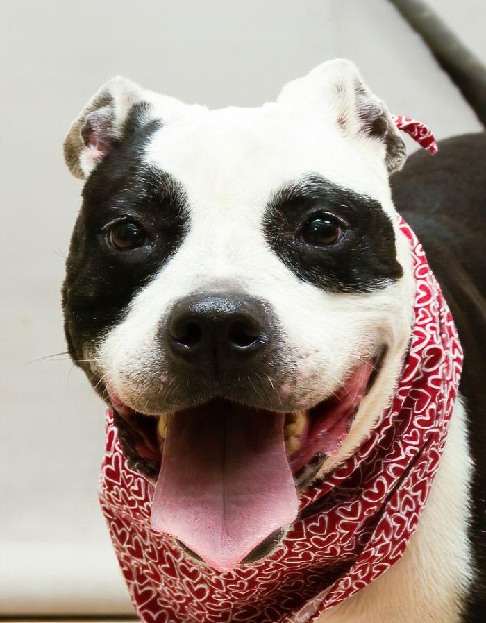 Athena, Senior Female American Staffordshire Terrier
