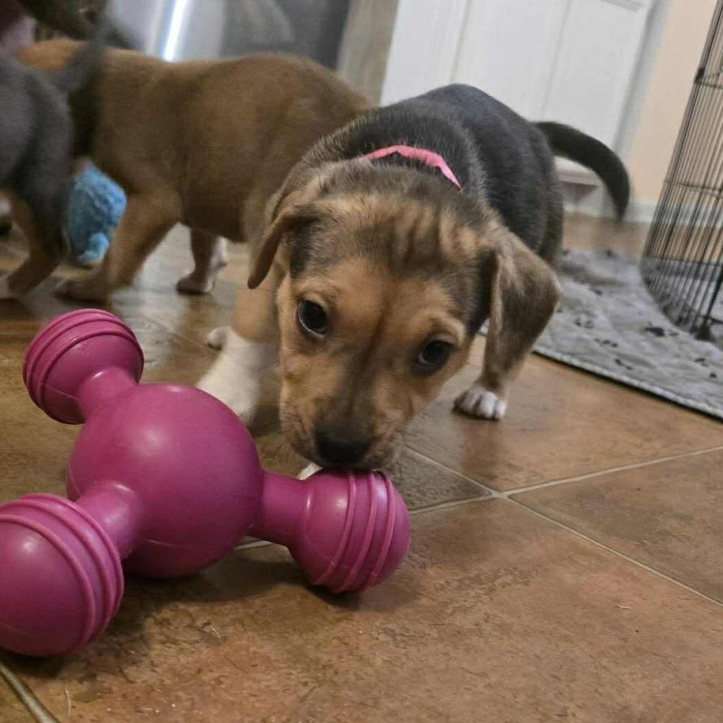 Chelsea, Adoptable, Puppy Female Pit Bull Terrier & Boxer.