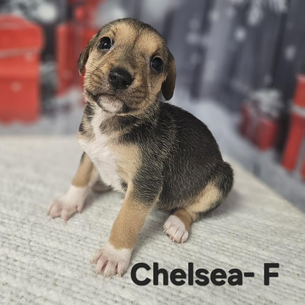 Enlarge Chelsea, a Adoptable mixed breed in Griswold, CT image 2/6