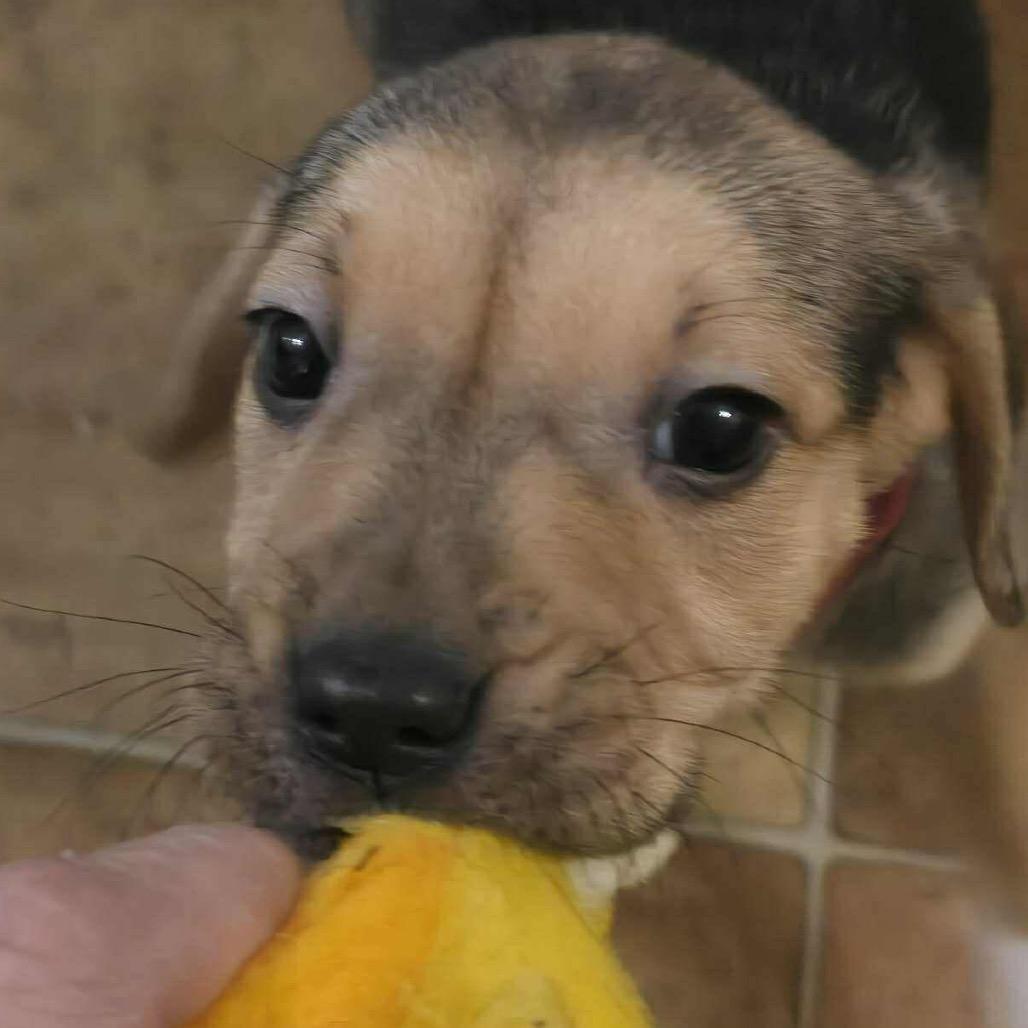 Enlarge Chelsea, a Adoptable mixed breed in Griswold, CT image 3/6