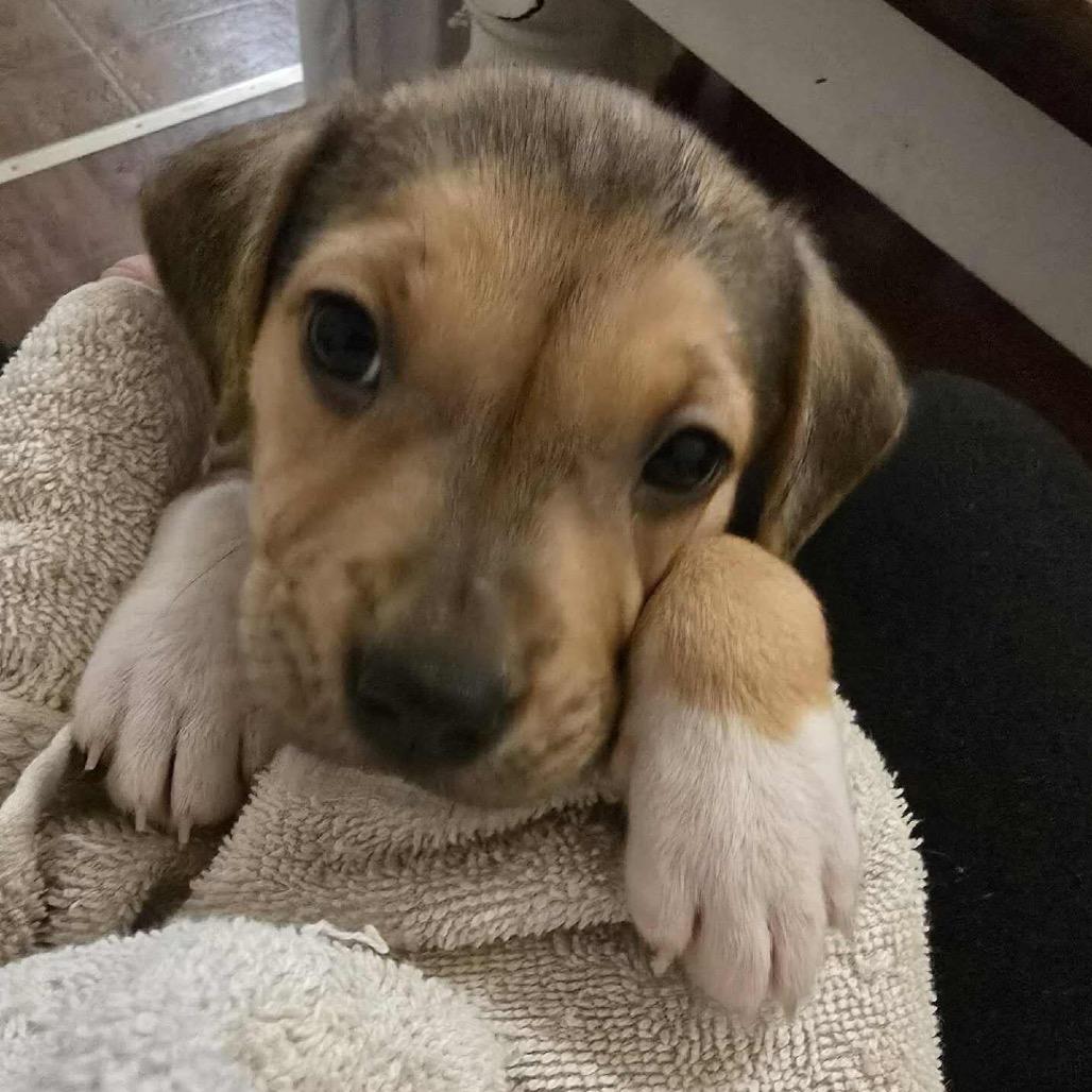 Enlarge Chelsea, a Adoptable mixed breed in Griswold, CT image 5/6