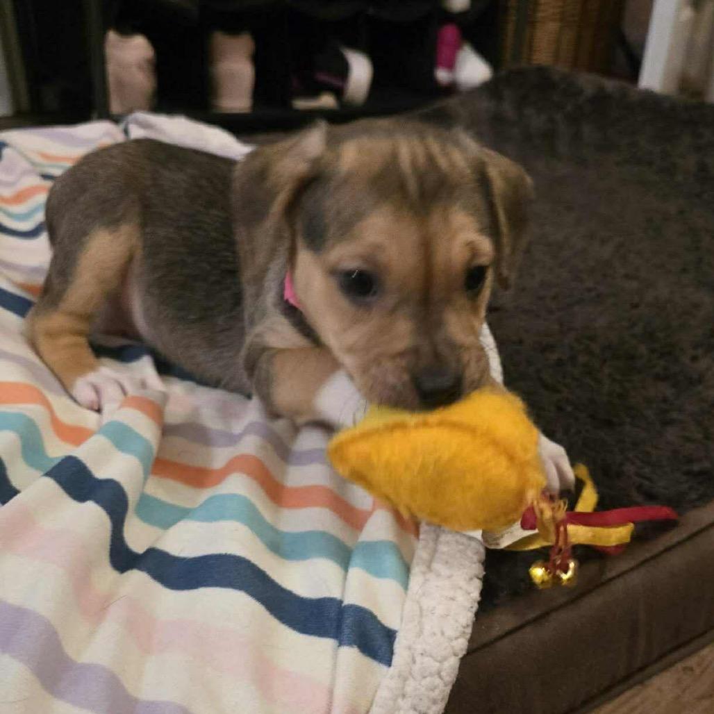 Enlarge Chelsea, a Adoptable mixed breed in Griswold, CT image 6/6