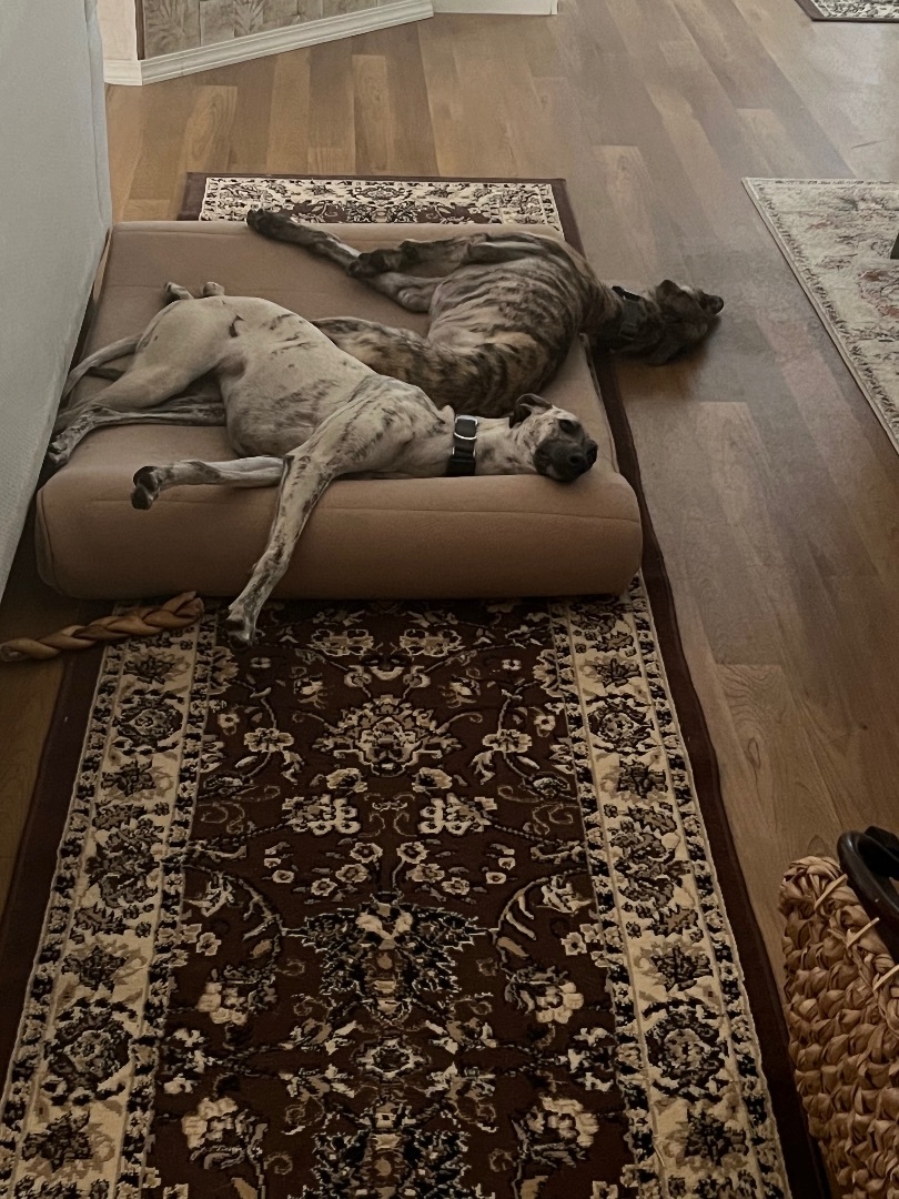 Heather & Feather (beautiful bonded pair of spanish ladies), Adopted, Puppy Female Galgo Spanish Greyhound.