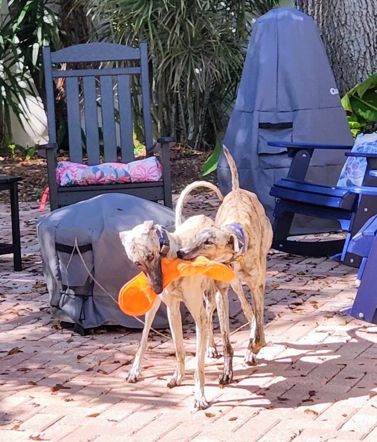 Enlarge Heather & Feather (beautiful bonded pair of spanish ladies), a Adopted Galgo Spanish Greyhound in Winter Park, FL image 2/12