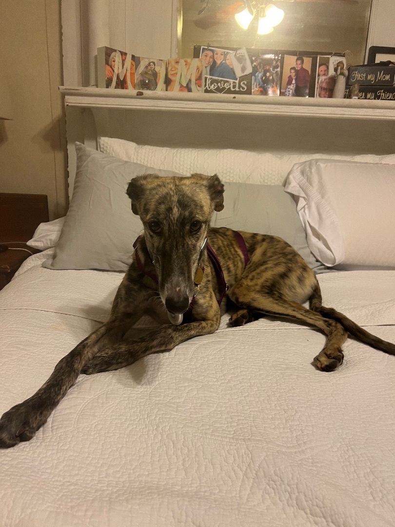 Enlarge Heather & Feather (beautiful bonded pair of spanish ladies), a Adopted Galgo Spanish Greyhound in Winter Park, FL image 4/12