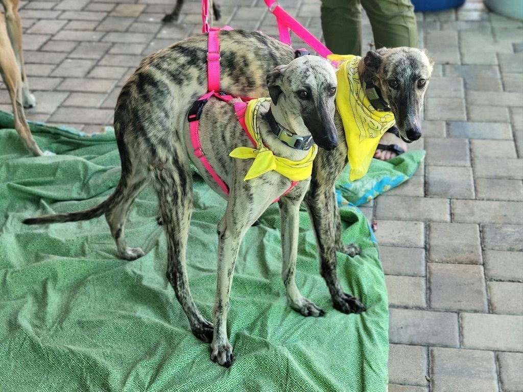 Enlarge Heather & Feather (beautiful bonded pair of spanish ladies), a Adopted Galgo Spanish Greyhound in Winter Park, FL image 5/12