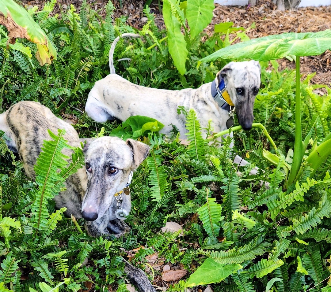 Enlarge Heather & Feather (beautiful bonded pair of spanish ladies), a Adopted Galgo Spanish Greyhound in Winter Park, FL image 6/12