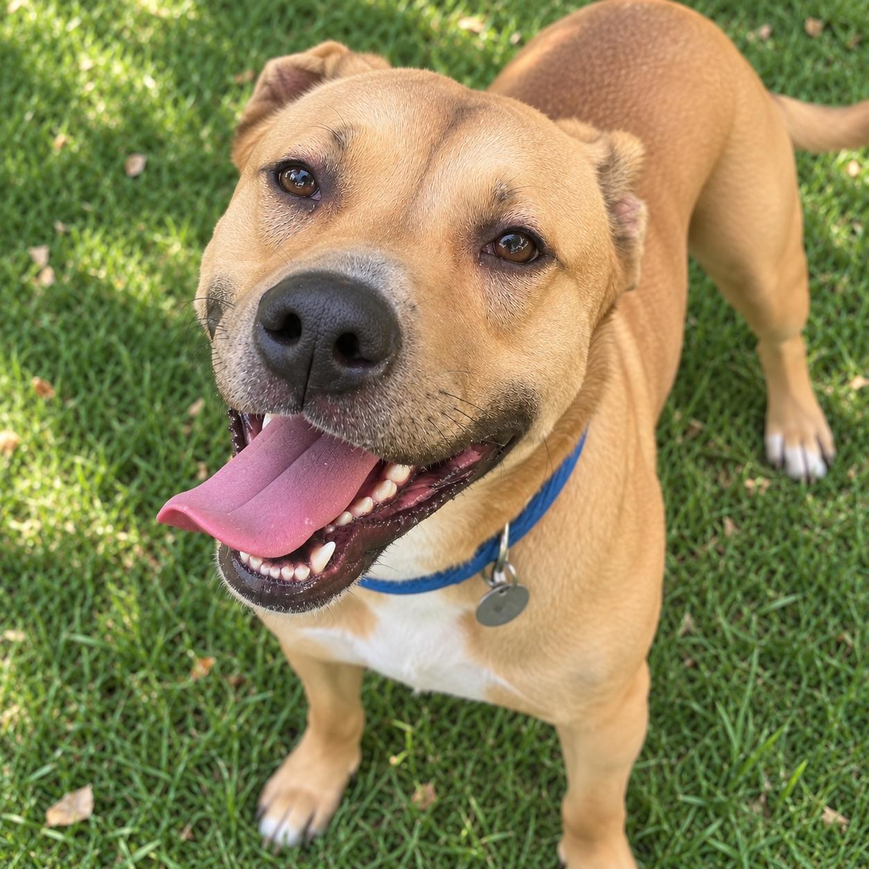 Athena, Adoptable, Adult Female American Bully & Shepherd.