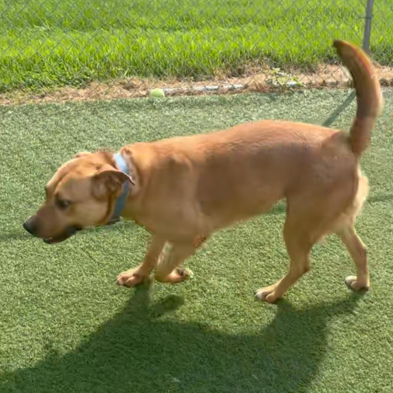Enlarge Athena, a Adoptable mixed breed in Richmond Hill, ON image 6/6