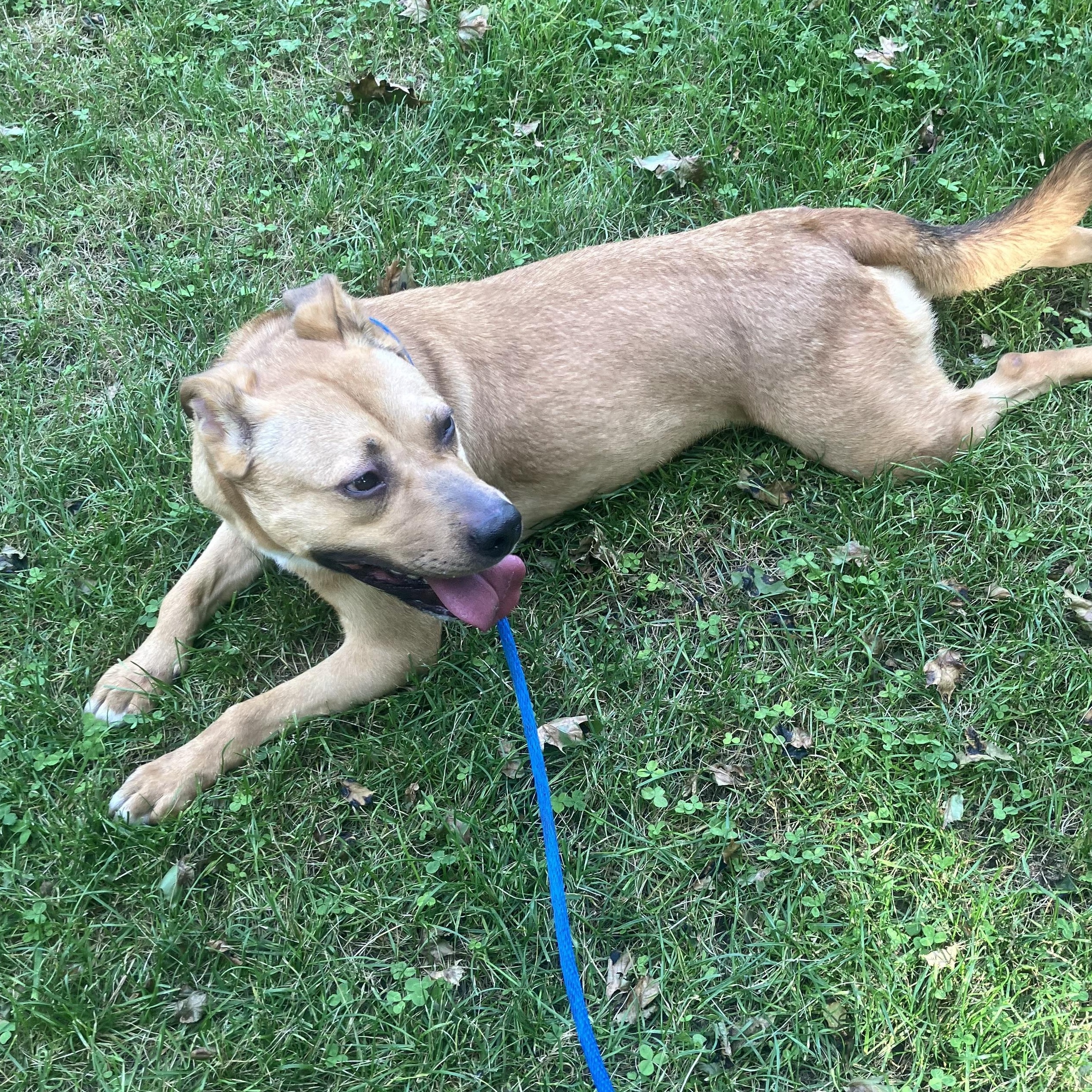 Enlarge Athena, a Adoptable mixed breed in Richmond Hill, ON image 5/6