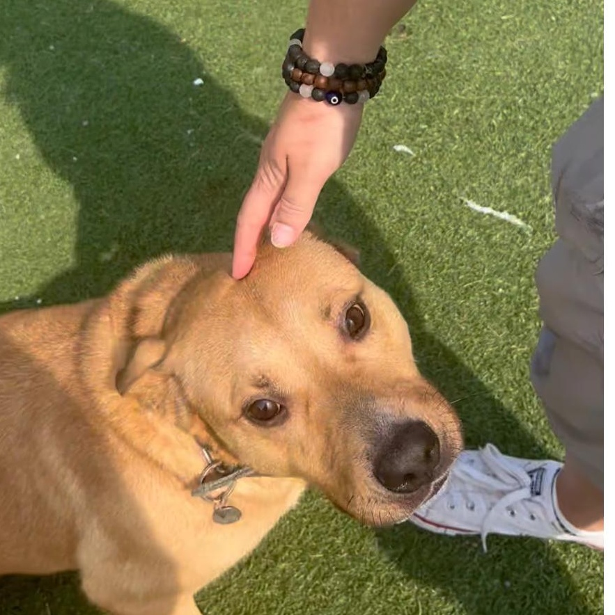 Enlarge Athena, a Adoptable mixed breed in Richmond Hill, ON image 3/6