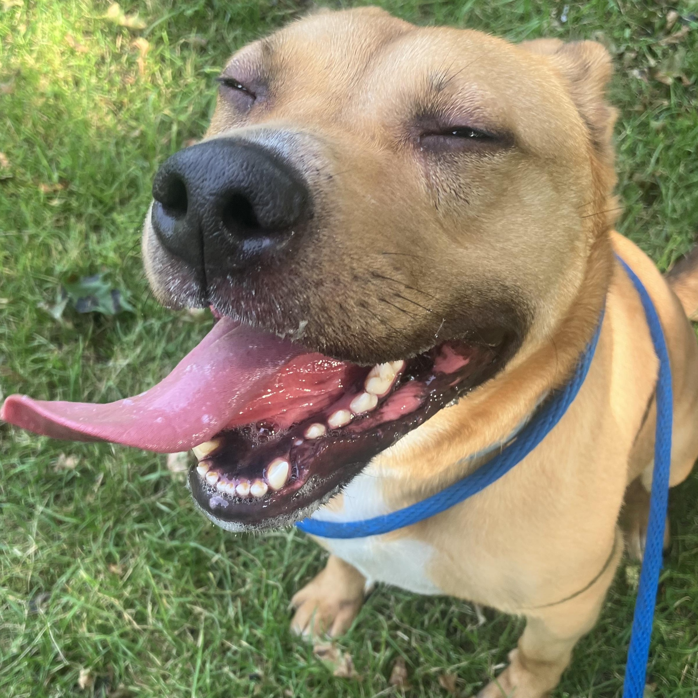 Enlarge Athena, a Adoptable mixed breed in Richmond Hill, ON image 4/6