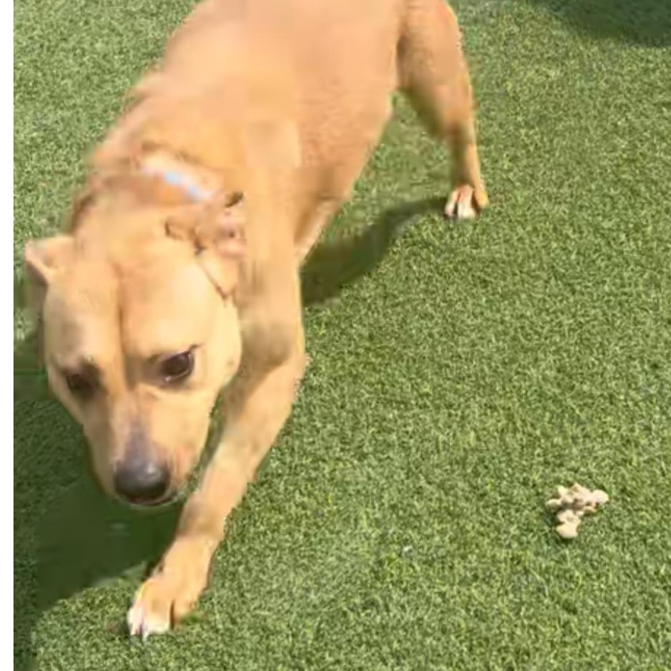Enlarge Athena, a Adoptable mixed breed in Richmond Hill, ON image 2/6