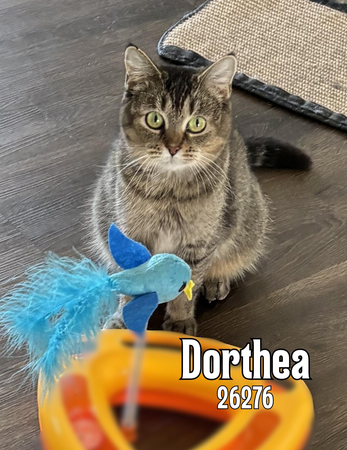 Enlarge Dorthea, a ADOPTABLE mixed breed in Oak Ridge, TN image 1/3