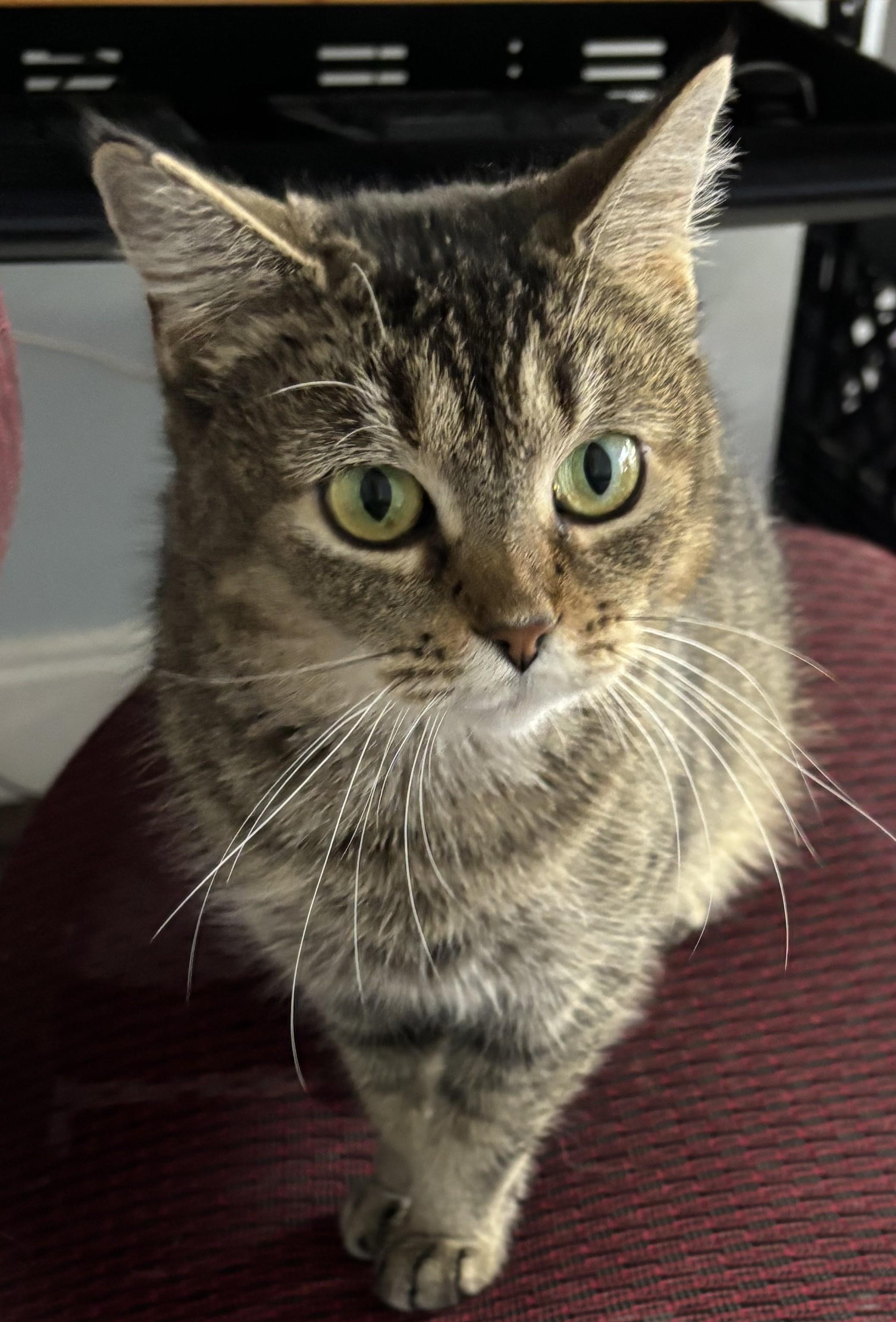 Enlarge Dorthea, a ADOPTABLE mixed breed in Oak Ridge, TN image 2/3