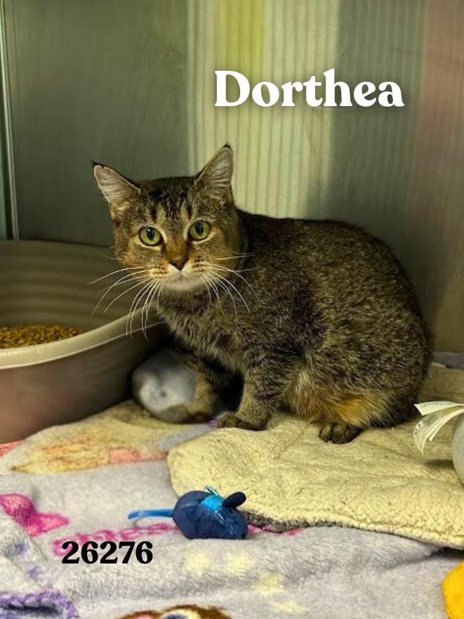 Dorthea, ADOPTABLE, Young Female Domestic Short Hair & Tabby.