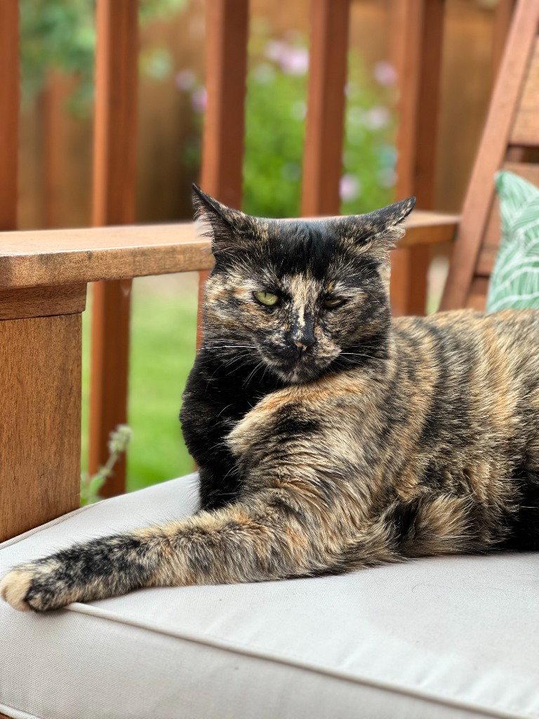 Tootsie, a Adoptable Domestic Short Hair in Battle Ground, WA image 2/3