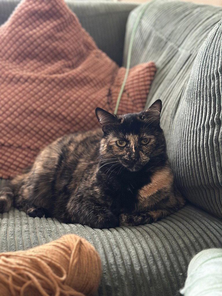 Tootsie, a Adoptable Domestic Short Hair in Battle Ground, WA image 3/3