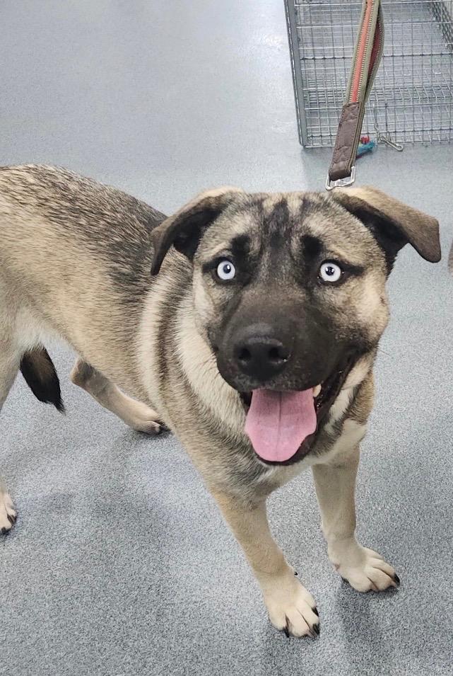 Enlarge Bart, a Adoptable mixed breed in Sapulpa, OK image 1/1