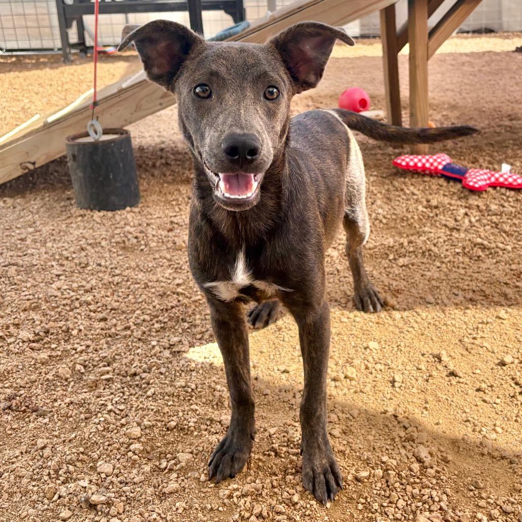 Enlarge Bandit KCAC #764.26, a Adoptable Mixed Breed in Kerrville, TX image 1/5