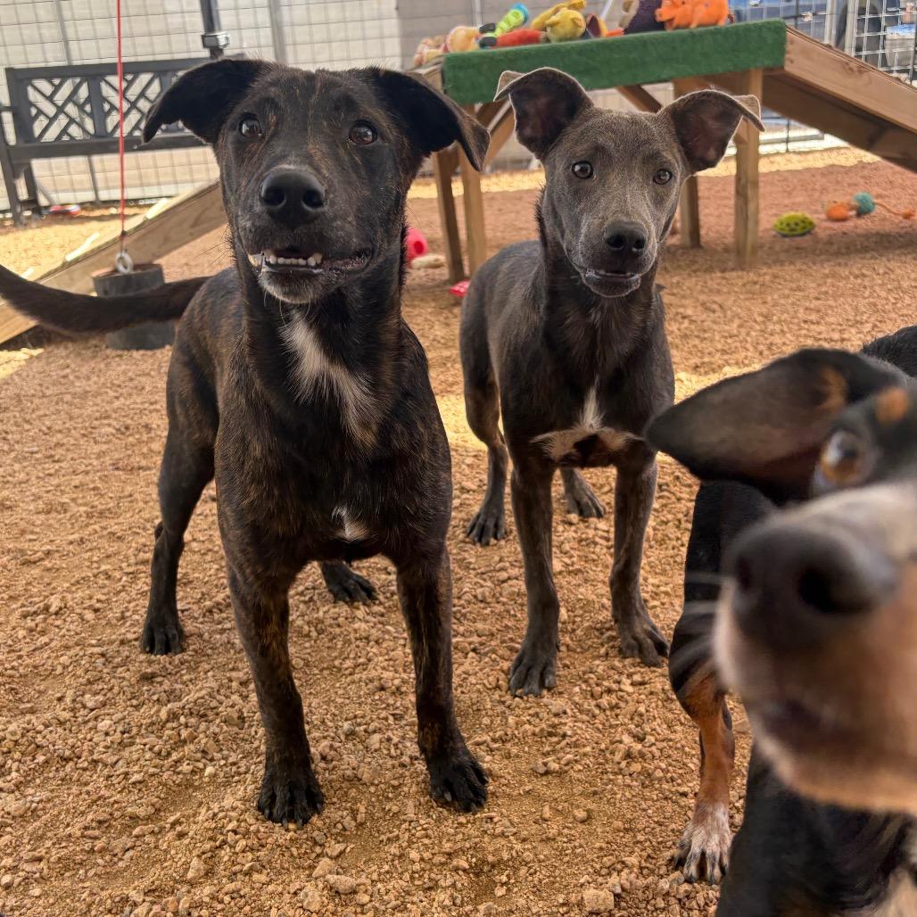 Enlarge Bandit KCAC #764.26, a Adoptable Mixed Breed in Kerrville, TX image 2/5