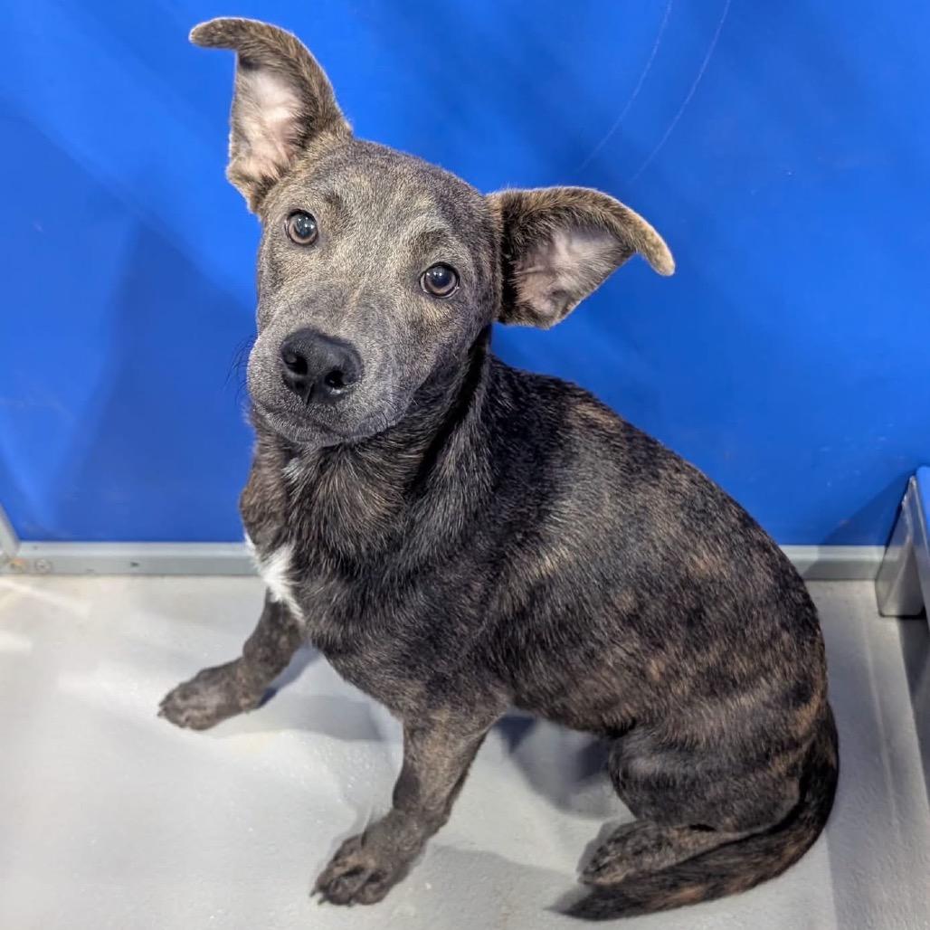 Enlarge Bandit KCAC #764.26, a Adoptable Mixed Breed in Kerrville, TX image 3/5