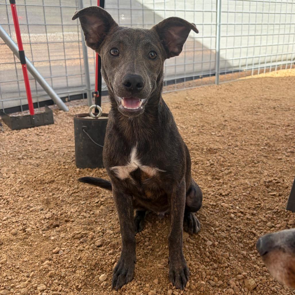 Enlarge Bandit KCAC #764.26, a Adoptable Mixed Breed in Kerrville, TX image 4/5