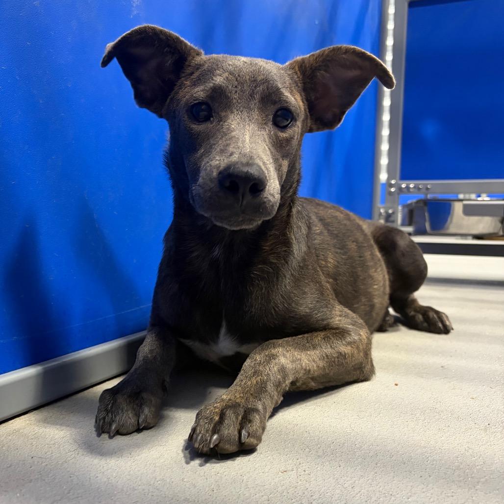 Enlarge Bandit KCAC #764.26, a Adoptable Mixed Breed in Kerrville, TX image 5/5
