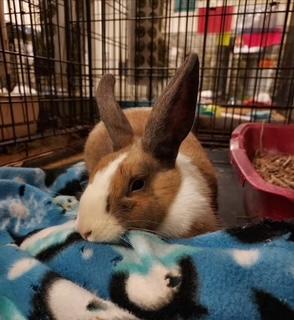 Louise, a Adoptable Dutch in Oakland, CA image 4/6